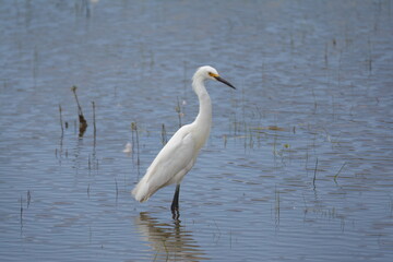 Obraz premium Snowy Egret