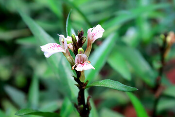 Gandarusa flower, also known as Tabernaemontana divaricata, is a fragrant white flower native to Southeast Asia. Its medicinal properties have been used in traditional medicine.