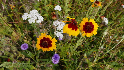 Obraz premium Coréopsis jaune et rouge en été