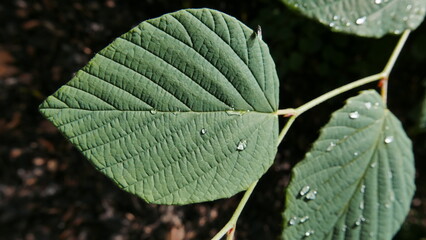 Feuille perlée de pluie en été