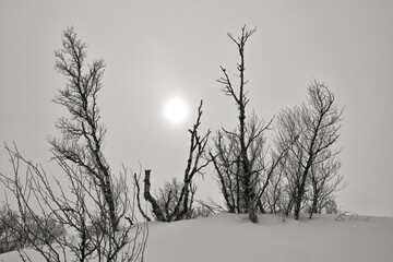 Mystische Stimmung  bei Nebel im Winter mit Bäumen und Sträuchern im Gegenlicht