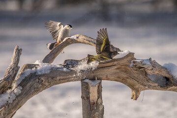 nut hatch scares a gold finch 