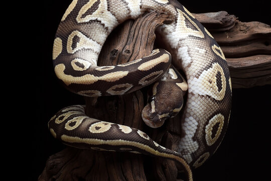 A ball python coiled around a tree stump