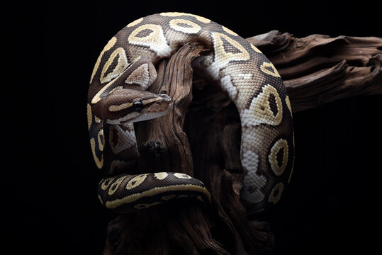 A ball python coiled around a tree stump