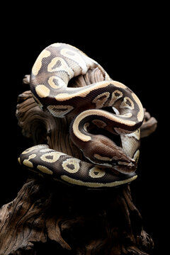 A ball python coiled around a tree stump