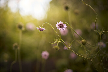 Lila Gartenblüten/Korbblütler im Gegenlicht mit schönem Bokeh.