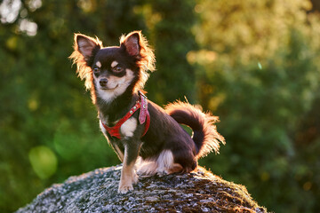 Langhaar-Chihuahua- Hündin mit rotem Brustgeschirr sitzt majestätisch auf einem Stein.