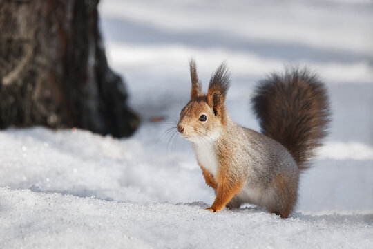 cute young squirrel on tree with held out paw against blurred winter forest in background. © alexbush