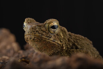 A frog's head is seen in this close-up image.