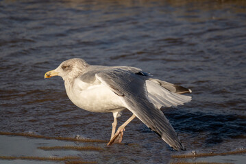 Herring Gull (Larus argentatus) walking on blue sea and brown sea sand on a sunny day