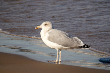 Herring Gull (Larus argentatus) walking on blue sea and brown sea sand on a sunny day