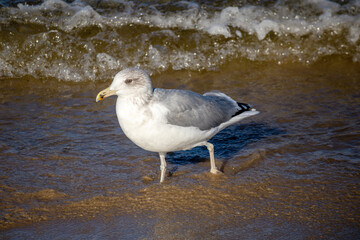 Herring Gull (Larus argentatus) walking on blue sea and brown sea sand on a sunny day
