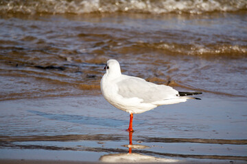 Great heron Chroicocephalus ridibundus walks on sea water and brown sea sand