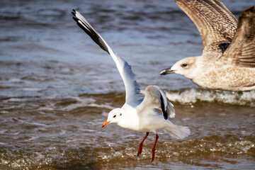Seagulls fly on the background of a blue sea with waves