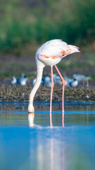 The greater flamingo (Phoenicopterus roseus)	