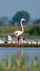 The greater flamingo (Phoenicopterus roseus)	