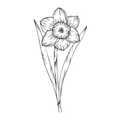 line art clipart of dahlia flower