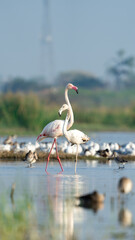 The greater flamingo (Phoenicopterus roseus)	