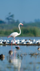 The greater flamingo (Phoenicopterus roseus)	