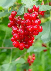 Red currant on the close-up branch