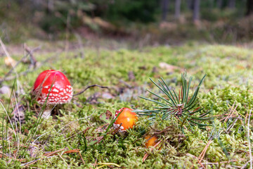 Red flycatchers in a forest of pine trees among mosses