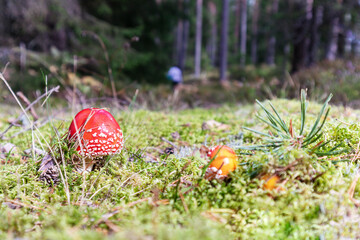 Red flycatchers in a forest of pine trees among mosses
