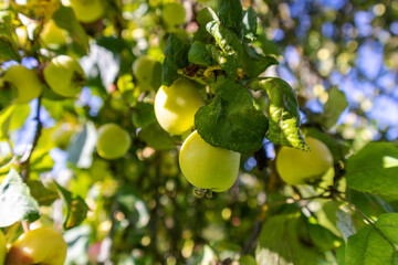 An apple tree branch full of apples on a sunny day