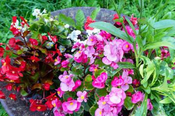 Red pink flower field with green leaves