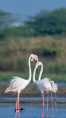 The greater flamingo (Phoenicopterus roseus)	