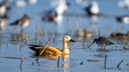The ruddy shelduck (Tadorna ferruginea)	