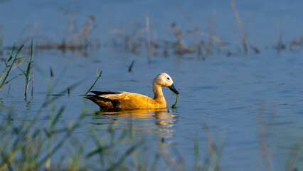 The ruddy shelduck (Tadorna ferruginea)	