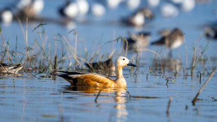 The ruddy shelduck (Tadorna ferruginea)	