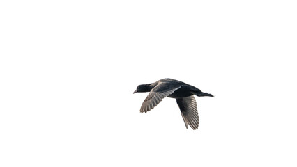 Eurasian coot (Fulica atra)