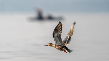 The northern shoveler (Spatula clypeata)