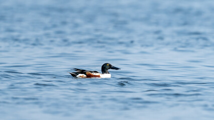 The northern shoveler (Spatula clypeata)