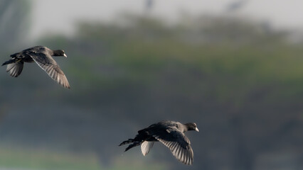 Eurasian coot (Fulica atra)