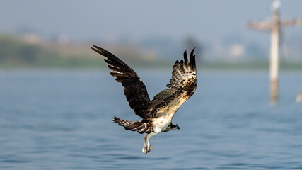 Osprey (Pandion haliaetus)