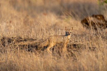 The Bengal fox or Indian fox (Vulpes bengalensis)