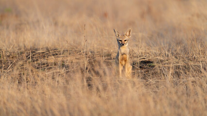The Bengal fox or Indian fox (Vulpes bengalensis)
