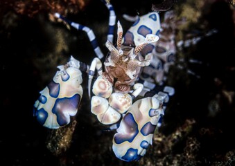 Colorful lobster under the water