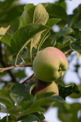 Vertical closeup shot of the green apple in the tree with green leaves in the daytime