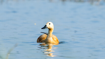 The ruddy shelduck (Tadorna ferruginea)	