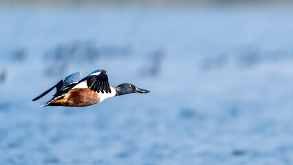 The northern shoveler (Spatula clypeata)