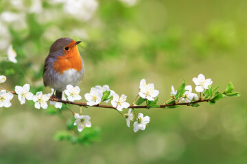 bird robin sitting on cherry branches with white flowers on a sunny spring day