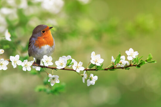 bird robin sitting on cherry branches with white flowers on a sunny spring day