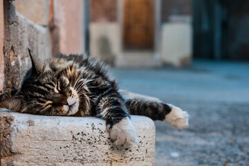 Cat lying on stony ground