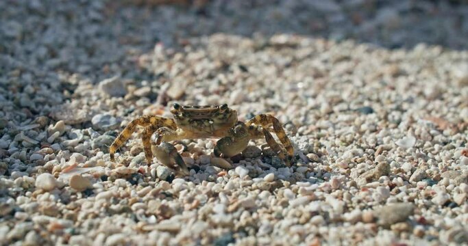 Macro slow motion video of a crab walking sideways on the beach. A crab with tentacles lives in the wild. High quality 4k footage