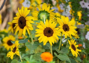 Fototapeta premium Field of blossom sunflowers and other plants on a sunny day, Miracle Garden of Dubai