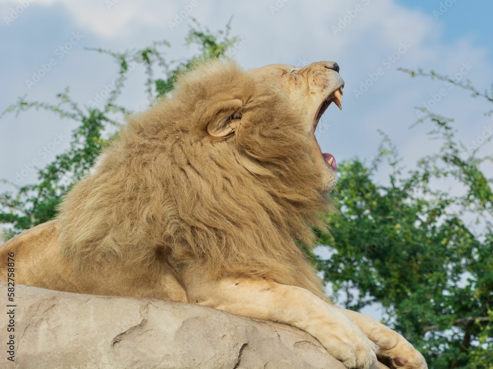 Poster lion roars while sitting on the massive stone in the dubai zoo