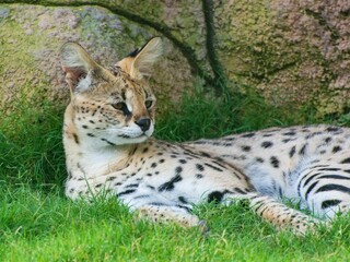 Baby serval laying on the grass in the Dubai safari